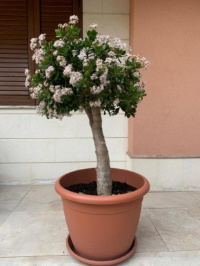 L' albero di Giada